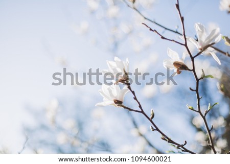 Magnolia tree blossom, white flowers