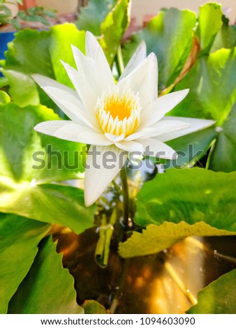 White lotus in the park.
