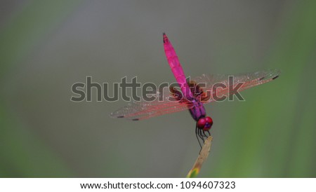 Dragonfly pink color