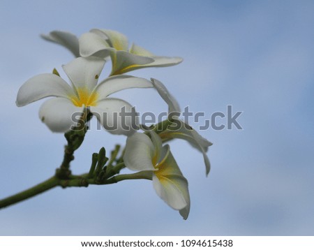 plumeria beautiful flowers