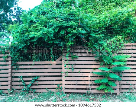 Plants on wooden fence in garden