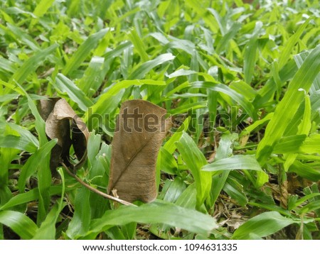close up and focus on 2 withered leaves on green grass.
space for add texts and pictures for commercial