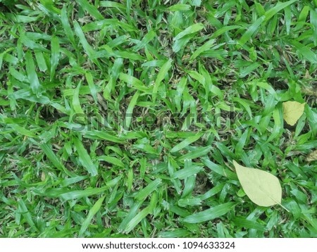 green grass wallpaper with a little leaves on the bottom right of the picture.