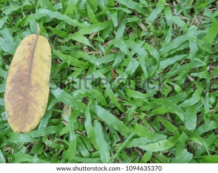 yellow and brown leaf laid on space of green grass
