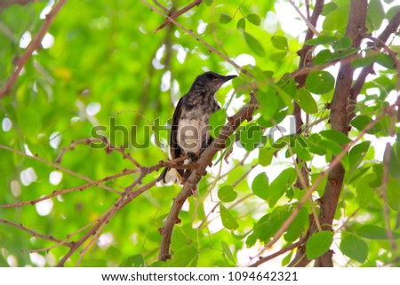 A sparrow bird on a branch