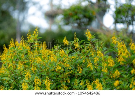 Group of small yellow flowers in garden with bokeh background