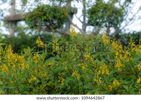 Group of small yellow flowers in garden with bokeh background