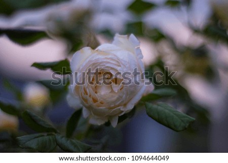 Rosenblüte im Mai
