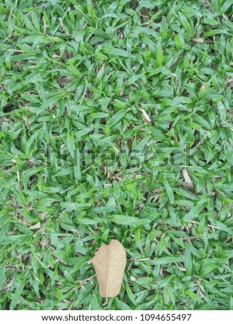 shred wihtered leaf at bottom of the picture was laid on green grass.