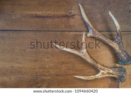 Hunting season concept: deer antlers on wooden background with copy space