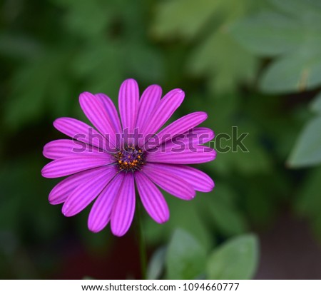 Pretty daisy flower isolated in natural background