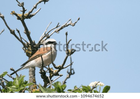 Male red-backed shrike perching on a tree