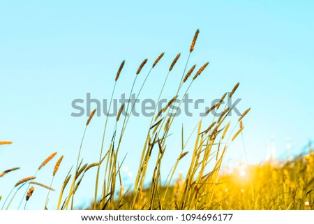 Flowering grass in detail - Allergens - Allergy in Germany