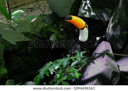 Toucan on its branch at Iguazu waterfall in Brazil.