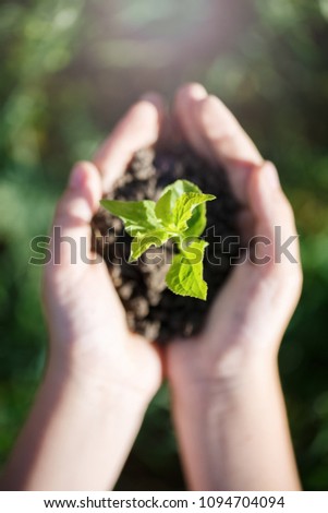 Young green sprout with earth on hands, the concept of a green planet, we will preserve nature
