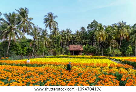 People working on flower field at spring time in Can Tho, Vietnam.