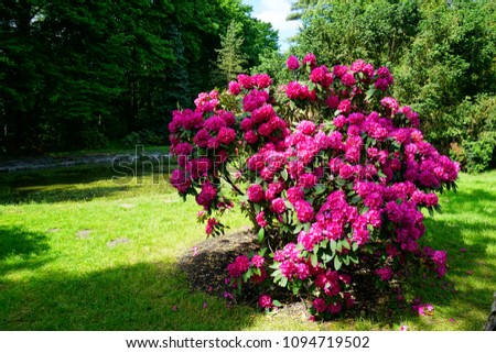 Beautiful blooming azalea - rhododendron (Rhododendron) - beautiful green areas of the city