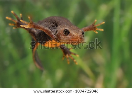 Great Crested Newt (Triturus cristatus) swimming in the water. Green background with water plants. Face to face
