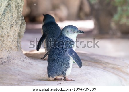 Little Blue Penguins 
