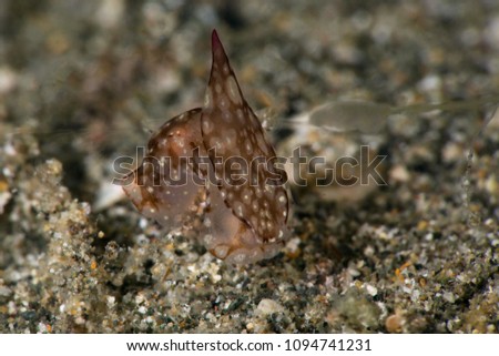 Sea slugs Philinopsis ctenophoraphaga Gosliner. Picture was taken in Anilao, Philippines
