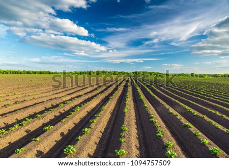 Potato plants in the ground