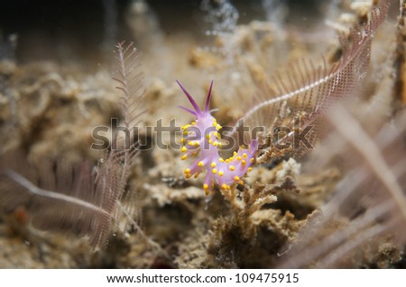 Sea Slug _Flabellina rubropurpurata