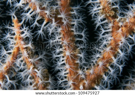 Coral (Close up)