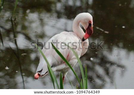 Full body of rosy colored flamingo waterbird wading in the river. Photography of wildlife