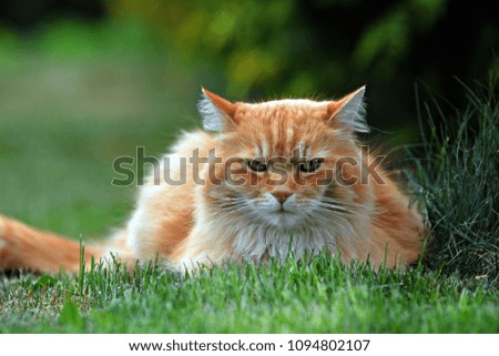 Ginger  cat outdoors