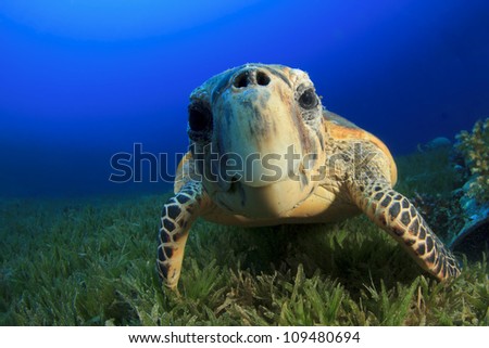 Hawksbill Sea Turtle close up