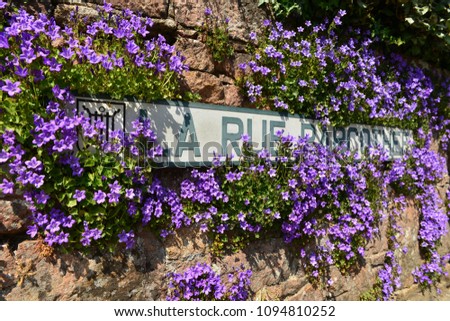 Jersey road sign , U.K.
Nameplate obscured by Campanula flowers, majority of the island road names are in French  due to it's past history of occupation.