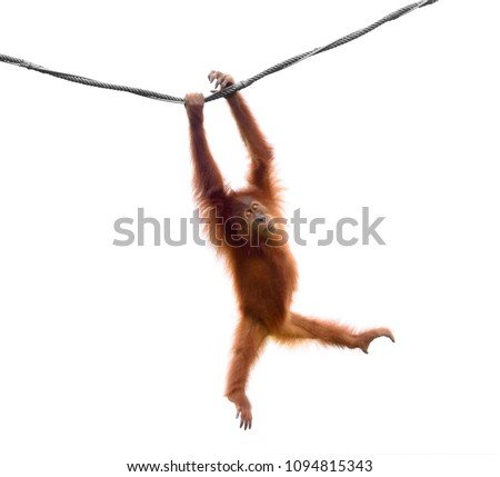 Baby orangutan swinging on rope in a funny pose isolated on white background Royalty-Free Stock Photo #1094815343