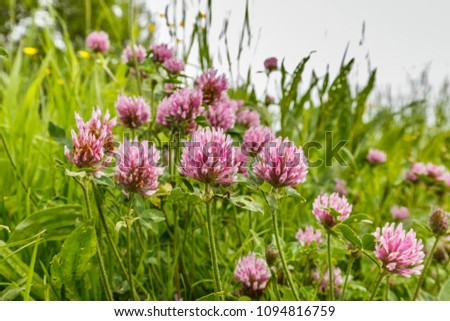 Close up wild red clover, Trifolium pratense, a perennial and common in Europe especially in natural meadows, fallow land and extensively managed meadows