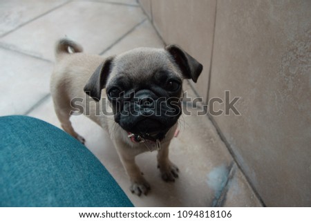 Beautiful macro photograph of the most adorable pug puppy dog with big black eyes