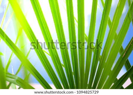 Palm Leaves Sun Light Tropical Background 