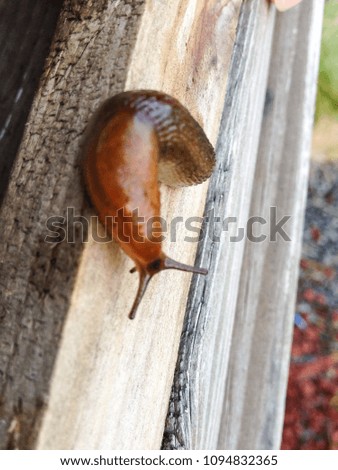 Small Snail on surface