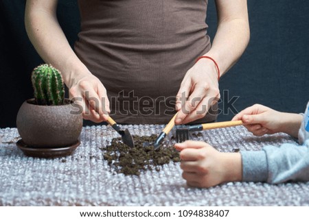 woman and little boy repotting Pachypodium cactus to new pot