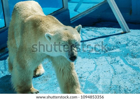 Predatory mammals of wild nature. Polar bear in the specialized enclosure of the city zoo. The white northern bear is a symbol of Russia's greatness. Dangerous animal from the Arctic