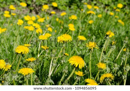 Group of dandelions on the grass