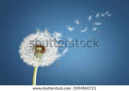 Dandelion with seeds blowing away in the wind across a clear blue sky with copy space Royalty-Free Stock Photo #1094860721