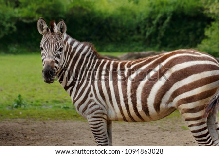 Portrait of African striped coats zebra. Photography of wildlife. 