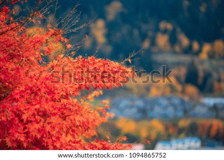 Queenstown autumn color