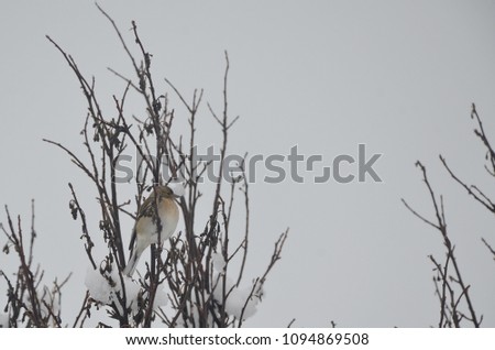 Sparrow standing around the tree branches during winter snow fall in Lake Tekapo.