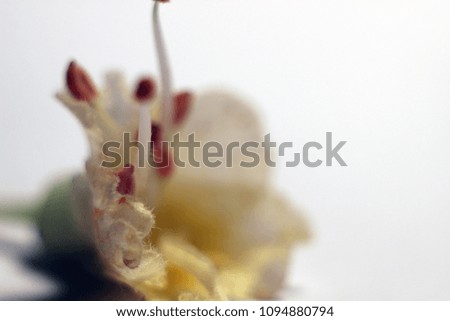Horse chestnut flower. Horse chestnut flowers close-up. Many inflorescences. Macro photo.