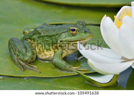 Marsh frog sits on a green leaf among white lilies on the lake Royalty-Free Stock Photo #109491638