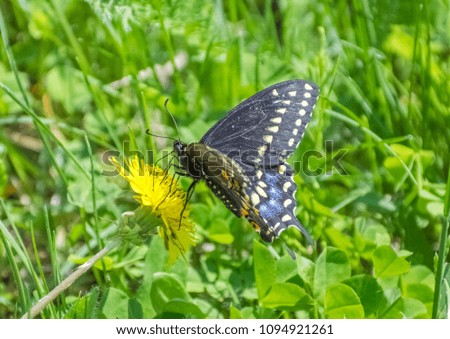 Isolated Butterfly On Dandelion