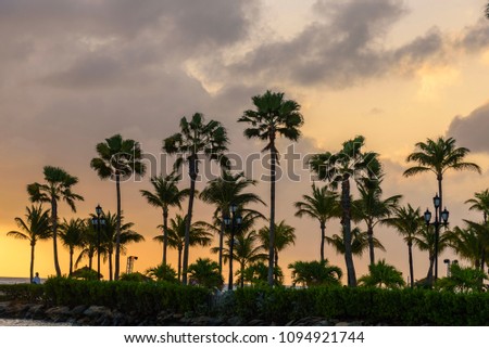 Caribbean sunset with a row of palm trees