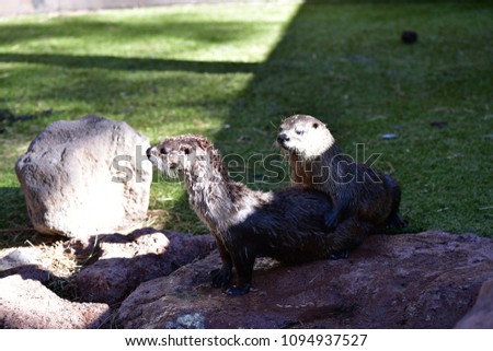 river otters are adorable and extemely fast