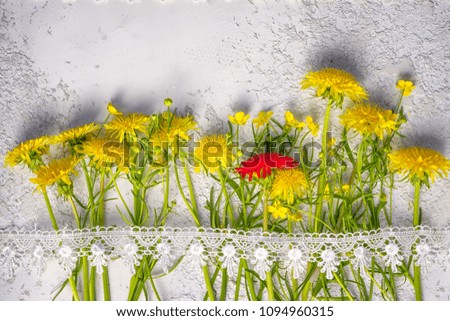 individuality concept: red dandelion between yellow ordinary ones, top view still life with copy space above.