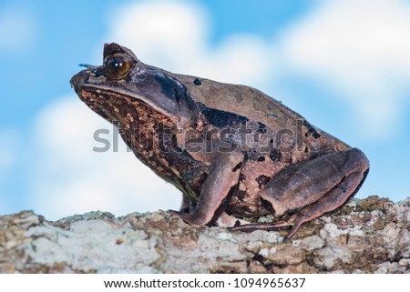 Borneo horn frog, Megophrys nasuta
